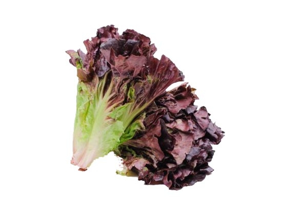 Insalata Lollo
